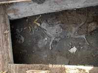 47 katt under golvet.jpg 
